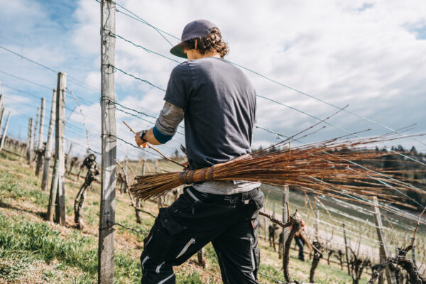 Routenbinden im Weinberg Stuttgart